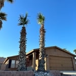 After trimming of palm trees