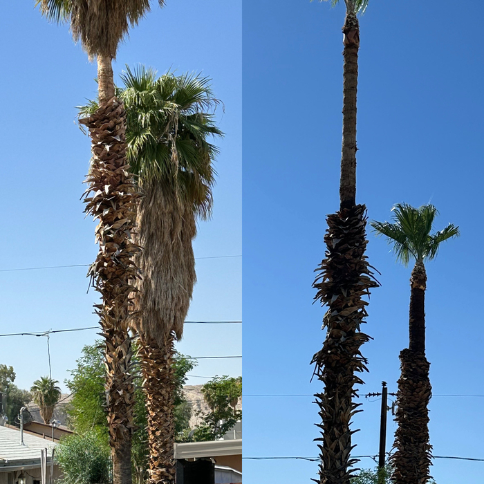 Before and after over 50ft palm trees