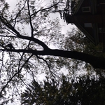 Tree trimming