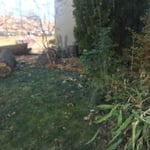 Tree Removal