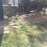 Tree Removal