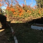 Tree Removal