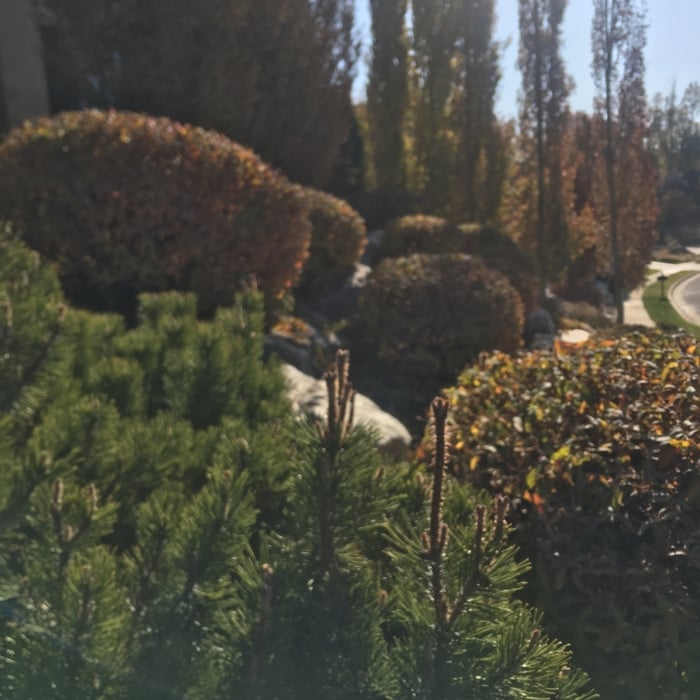 Tree Removal