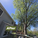 Tree trimming