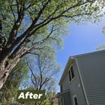 Tree trimming
