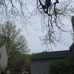 Tree trimming