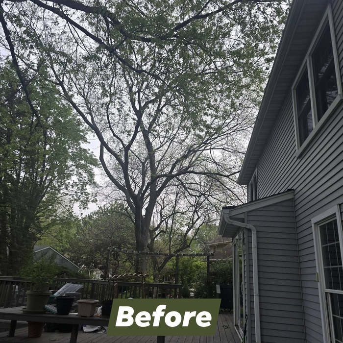 Tree trimming
