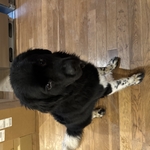 Hammett - Our beautiful Newfi. Every shop needs a dog...