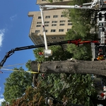 Knuckle Boom Crane