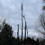 Urban Timber Tree