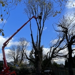 Urban Timber Tree