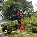 Urban Timber Tree