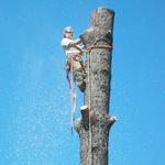 Tree trunk take down