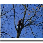 Tree Work