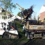 Shrub removal