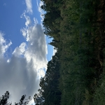 Brush clearing