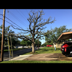 Tree removal