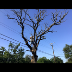 Tree removal