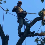 Tree removal