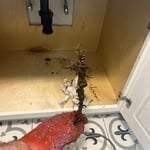 Drain Root Removal