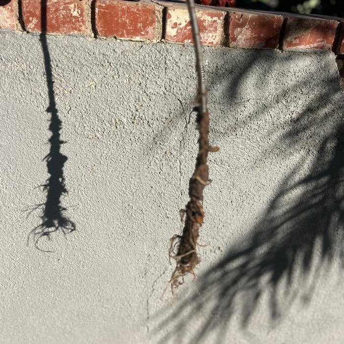 Root Intrusion
