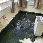 Mold in Sunroom