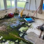 Mold in Sunroom