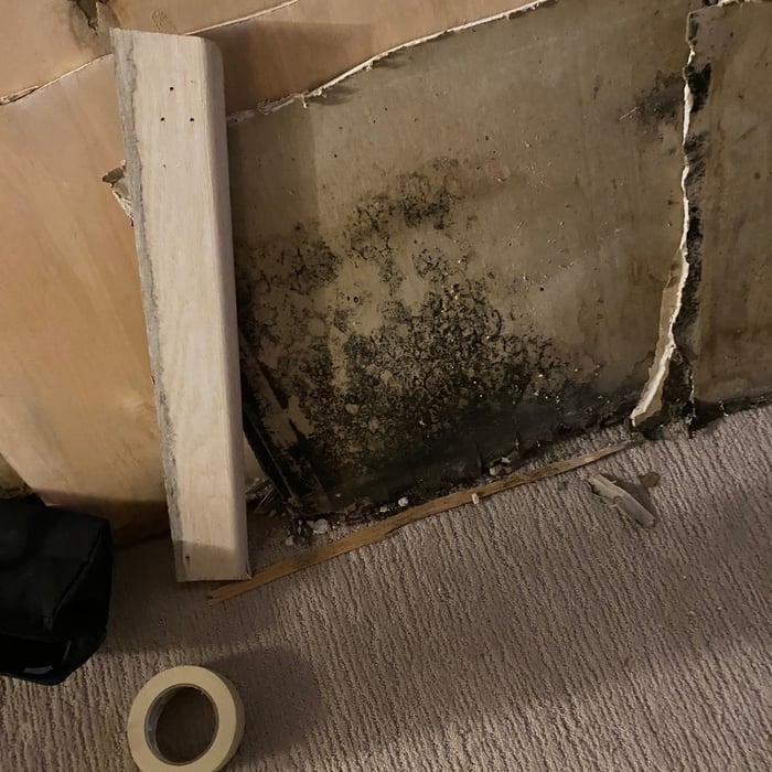 Mold on Drywall