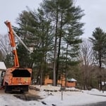 REMOVAL ALL SMALLS TREES