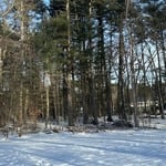 REMOVAL ALL SMALLS TREES