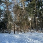 REMOVAL ALL SMALLS TREES