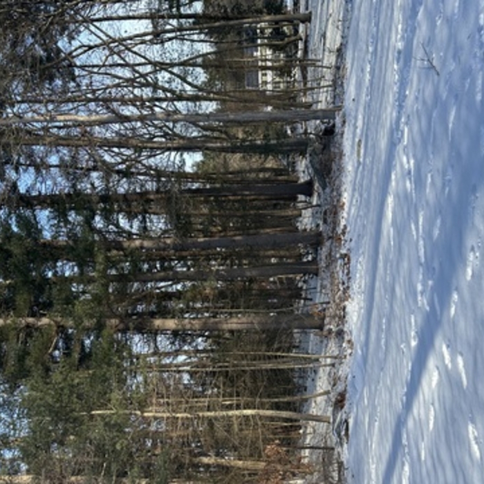 REMOVAL ALL SMALLS TREES