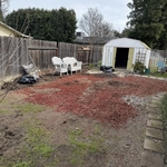 Backyard Cleanout