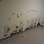 Mold growth