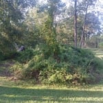 Covington clearing