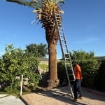 Tree Removal