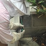 Wasp Treatment