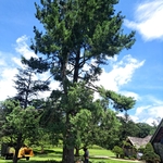 Tree house