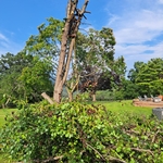 Tree house