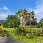 Tree house
