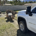Tree service