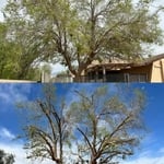 Tree service