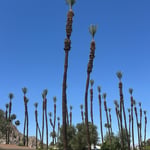 Date palm service