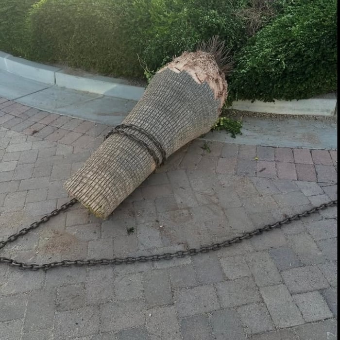 Tree removal