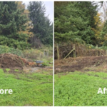 Blackberry Removal