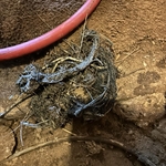 Root Removal Success