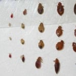 Bedbug removal