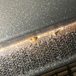 Bedbug removal