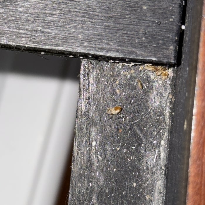 Bedbug removal