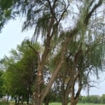 Willows Englewood ohio